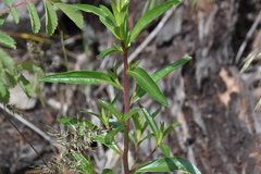 Collomia grandiflora