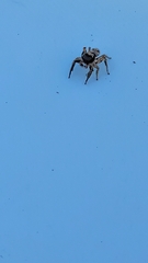 Habronattus coecatus