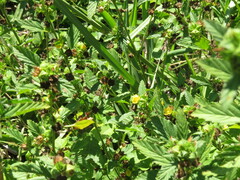 Malvastrum coromandelianum