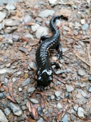 Salamandra atra