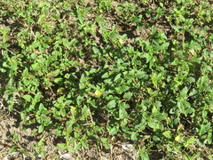 Malvastrum coromandelianum