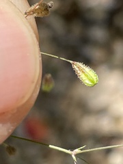 Boerhavia gracillima