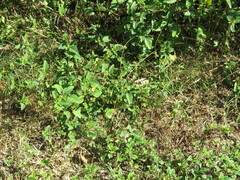 Malvastrum coromandelianum