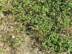 Malvastrum coromandelianum