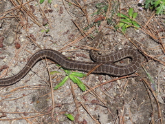Thamnophis scalaris