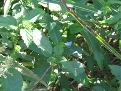 Malvastrum coromandelianum