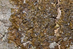 Melanelixia subaurifera