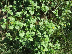 Malvastrum coromandelianum