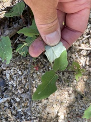 Boerhavia gracillima