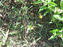 Dolichandra unguis-cati