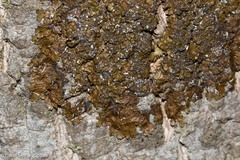 Melanelixia subaurifera