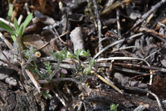 Polemonium micranthum