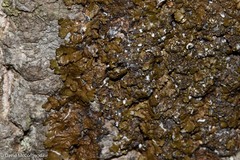 Melanelixia subaurifera