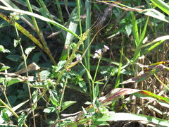 Verbena brasiliensis