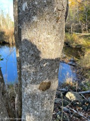 Melanelixia subaurifera