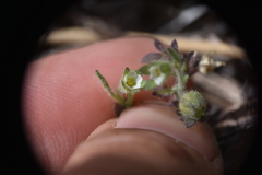 Polemonium micranthum