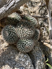 Mammillaria petrophila