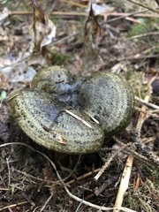 Lactarius olivaceoumbrinus