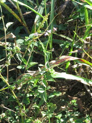 Melochia corchorifolia