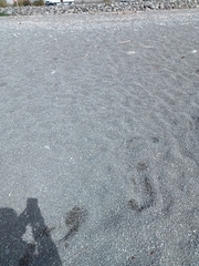 Charadrius bicinctus bicinctus