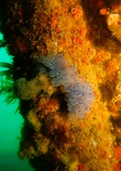 Clavelina moluccensis