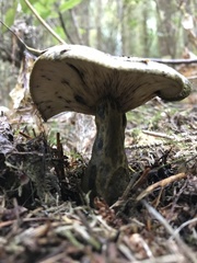 Lactarius olivaceoumbrinus