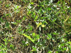 Alternanthera philoxeroides