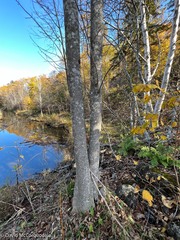 Melanelixia subaurifera