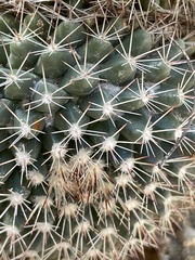 Mammillaria petrophila