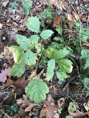 Toxicodendron pubescens