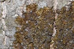 Melanelixia subaurifera