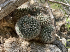Mammillaria petrophila