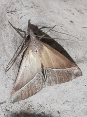 Hypena lividalis