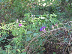 Ipomoea pedicellaris