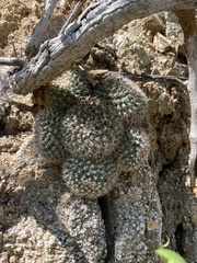 Mammillaria petrophila