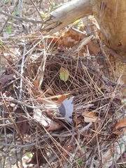 Pipilo erythrophthalmus