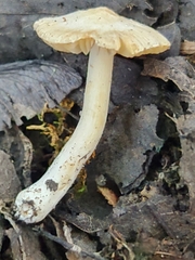 Inocybe geophylla