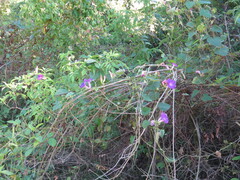 Ipomoea pedicellaris