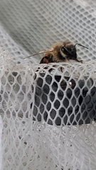 Apis mellifera