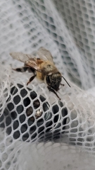 Apis mellifera