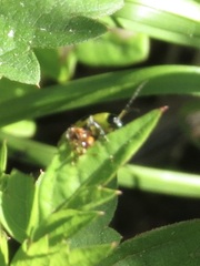 Diabroticina