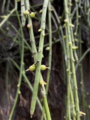 Rhipsalis baccifera