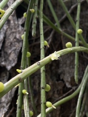 Rhipsalis baccifera