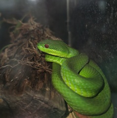 Trimeresurus guoi