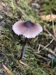 Mycena purpureofusca