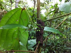 Formicidae