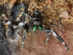 Phidippus regius