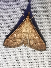 Dolicharthria punctalis