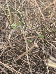 Symphyotrichum sericeum