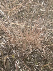 Sporobolus vaginiflorus